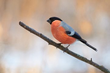 Eurasian bullfinch sits on a branch in a forest park (in the background are the soft colors of the...