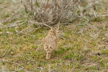 Crested lark sits on the field in its natural habitat (almost invisible due to its protective coloration).