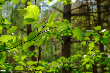 Obraz premium green foliage in summer with harsh shadows and bright sunlight