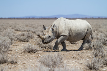 Fototapeta premium Black rhinoceros angry after drinking and walking in a rain puddle on a dirt road in Etosha National Park in Namibia