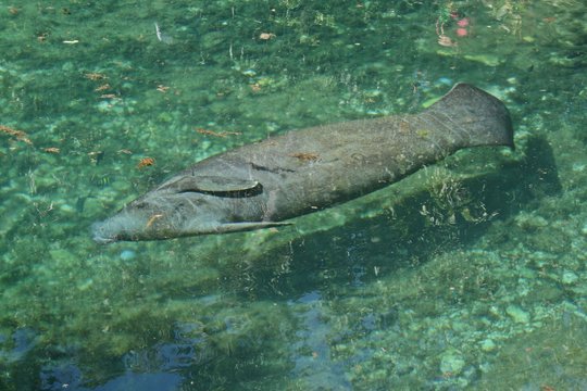 Manati