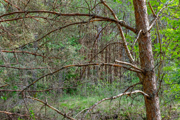 swamp area landscape view with lonely pine trees and turf fields