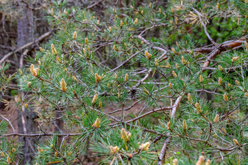swamp area landscape view with lonely pine trees and turf fields