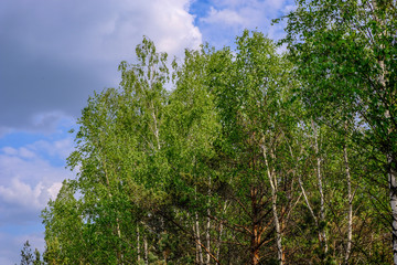 swamp area landscape view with lonely pine trees and turf fields