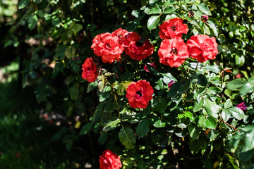 Beautiful blooming red rose in the garden with the blurred background of green leaf