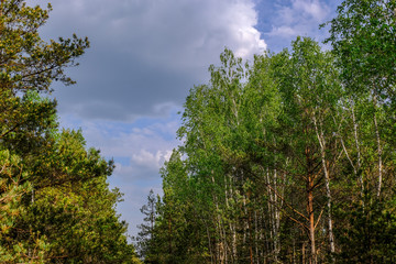 swamp area landscape view with lonely pine trees and turf fields