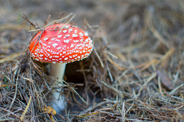 red venom mushroom fly