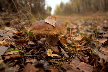 Brown mushroom, General subject, closeup in yellow foliage. Concept autumn.