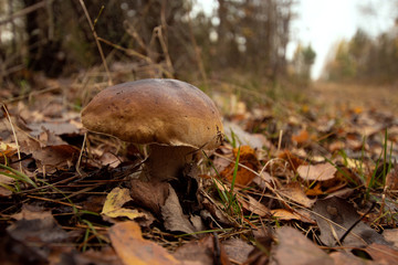 Brown mushroom, General subject, closeup in yellow foliage. Concept autumn.