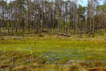 swamp area landscape view with lonely pine trees and turf fields