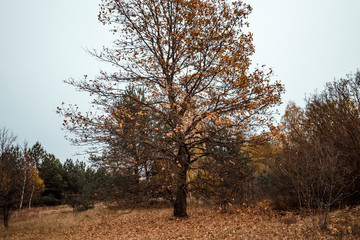 Autumn landscape, forest, field, gloomy day. Concept of autumn, cold, yellow leaves, autumn mood, sadness. Copy space.