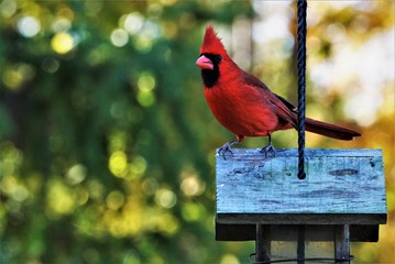 A single male cardinal bird perching on the roof of wooden feeder enjoy watching and relaxing on the soft focus garden background, Autumn  in Georgia USA.