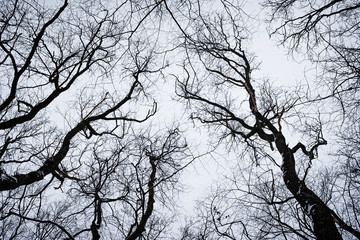 Branches and twigs of tree in forest
