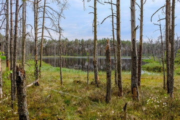 swamp area landscape view with lonely pine trees and turf fields