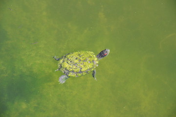Obraz premium A terrapin swimming in a pond in Florida