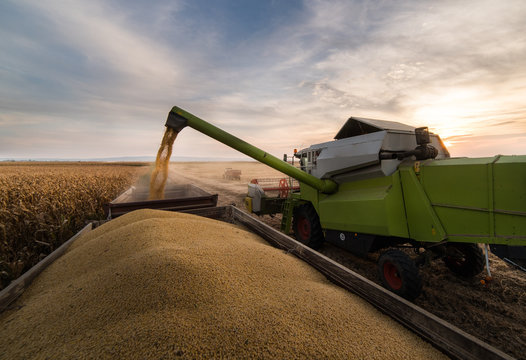 Pouring soy bean grain into tractor trailer after harvest