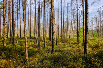 swamp area landscape view with lonely pine trees and turf fields