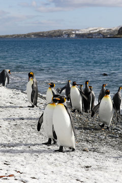 King penguins on the beach of Salisbury Plain on South Georgia in the Antarctic