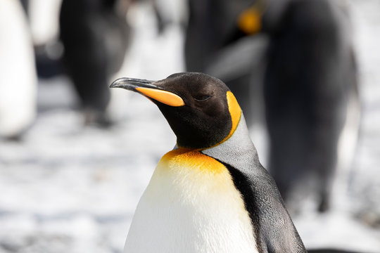 Close-up of a King Penguin in Salisbury Plain on South Georgia in the Antarctic