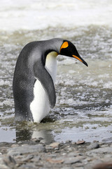 A king penguin stands in slush on Salisbury Plain on South Georgia in the Antarctic