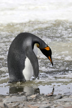 A king penguin stands in slush on Salisbury Plain on South Georgia in the Antarctic