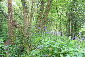 Bluebells in a wood in Spring