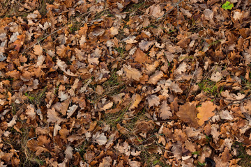Texture, yellow leaves on the ground, top view. Concept of autumn, cold, yellow leaves, autumn mood. Copy space.