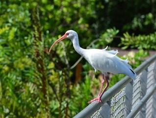 An American white Ibis in a park at the Florida Keys