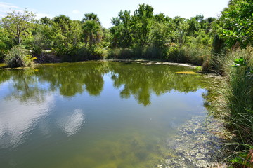 Fototapeta premium A pond at the Florida Keys in Florida.
