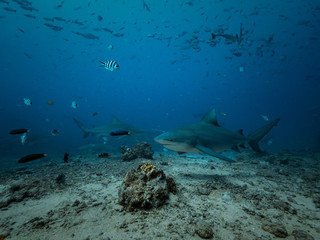 Fototapeta na wymiar Shark feeding underwater background