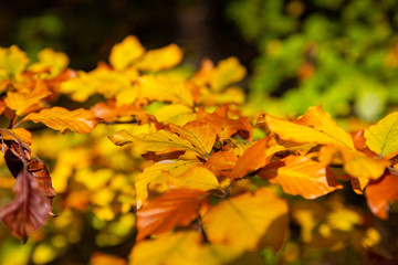 Colourful leaves in autumn on a tree