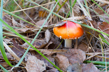 red venom mushroom fly