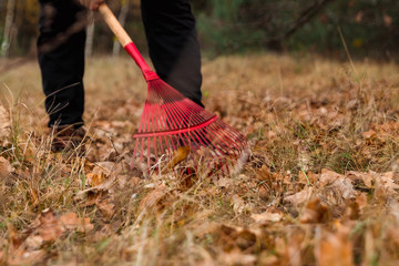 A man gardener rakes autumn leaves in the garden. Rake close up. Autumn work in the garden. Concept autumn, yellow leaves, autumn mood. Copy space.