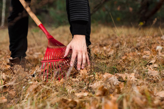 A man gardener rakes autumn leaves in the garden. Rake close up. Autumn work in the garden. Concept autumn, yellow leaves, autumn mood. Copy space.