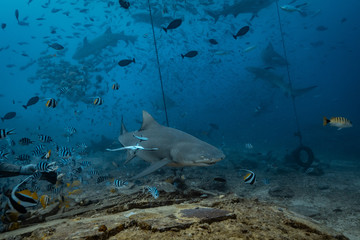 Shark feeding underwater background