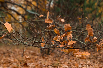 Autumn landscape, forest, field, gloomy day. Concept of autumn, cold, yellow leaves, autumn mood, sadness. Copy space.