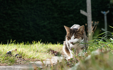 Chat