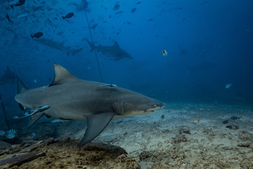 Fototapeta premium Shark feeding underwater background
