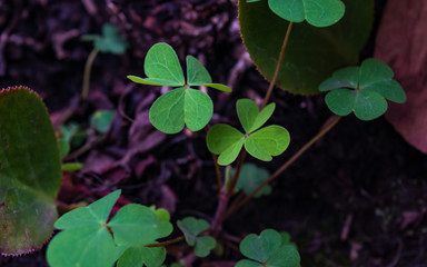  Clover pattern