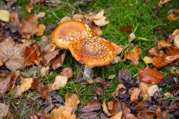 two toadstools with leaves in the forest