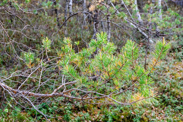 Fototapeta premium swamp area landscape view with lonely pine trees and turf fields