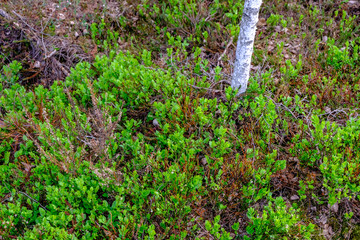 swamp area landscape view with lonely pine trees and turf fields