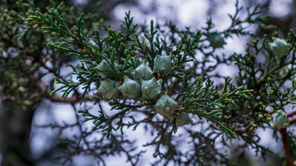 Fir branch with pine cones