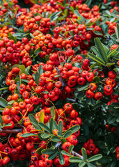 Fire Hawthorn Pyracantha Coccinea fruit texture