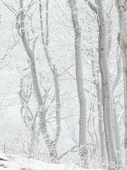 Winter in beech forest