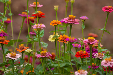 Obraz premium Selective focus on zinnia flowers against blurred background.