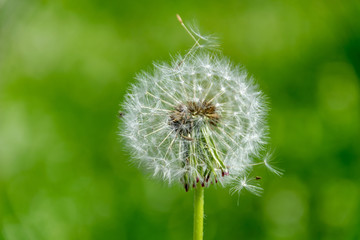 dandelion fluff in green meadow