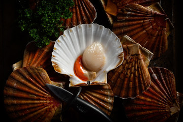 Fresh scallops in the shell top view. Beautiful image of seafood in a low key.