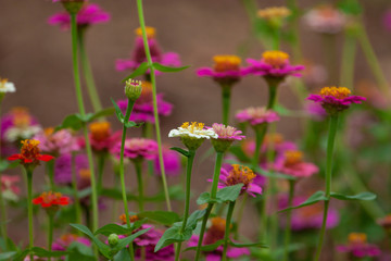 Selective focus on zinnia flowers against blurred background.