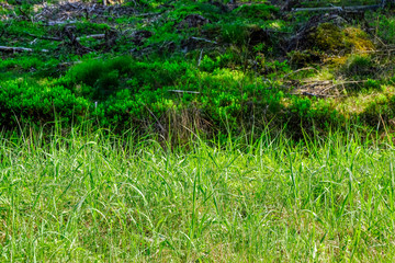 green foliage in summer with harsh shadows and bright sunlight